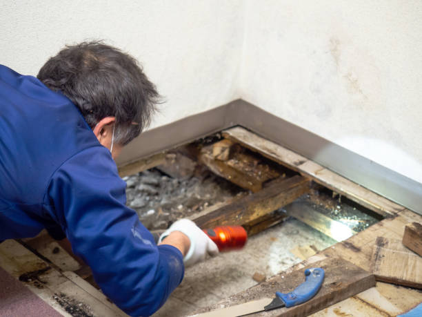 Best Residential Mold Removal  in Ketchum, ID