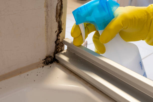 Home Mold Removal in Ketchum, ID