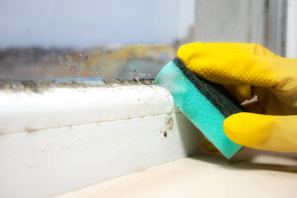 Best Toxic Mold Removal  in Ketchum, ID