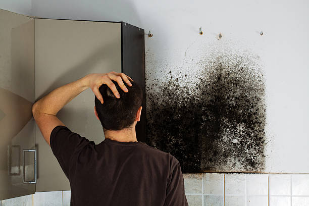 Best Local Mold Removal Service  in Ketchum, ID