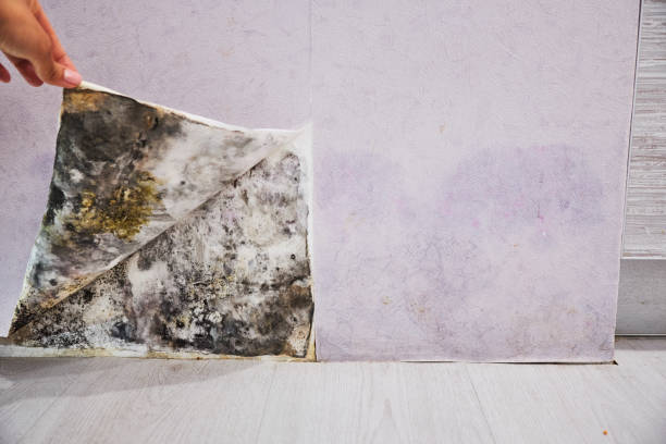 Best Professional Mold Removal  in Ketchum, ID